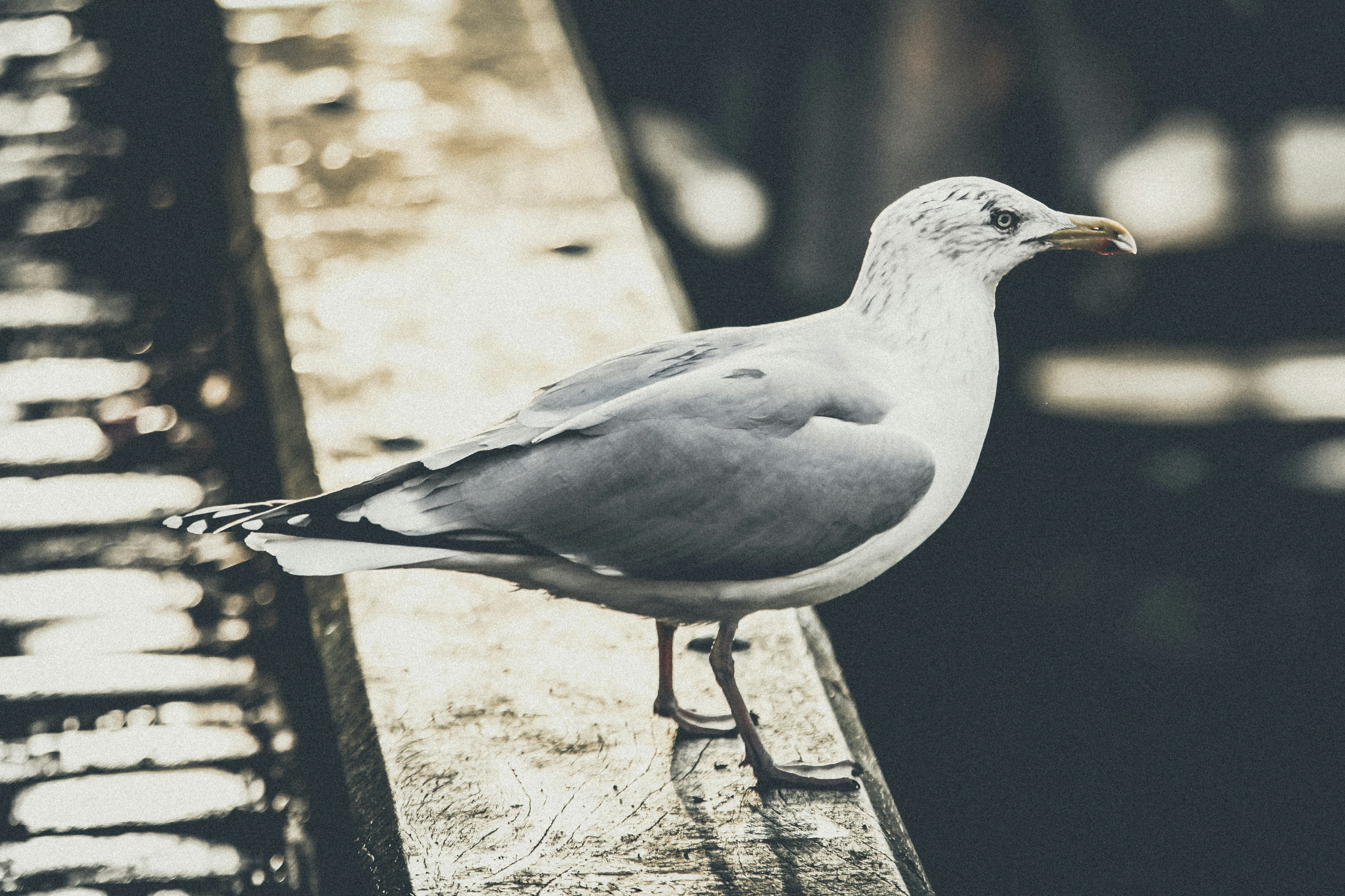 white and gray bird on pavement